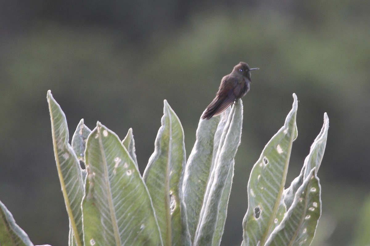Bronze-tailed Thornbill - Juan martinez