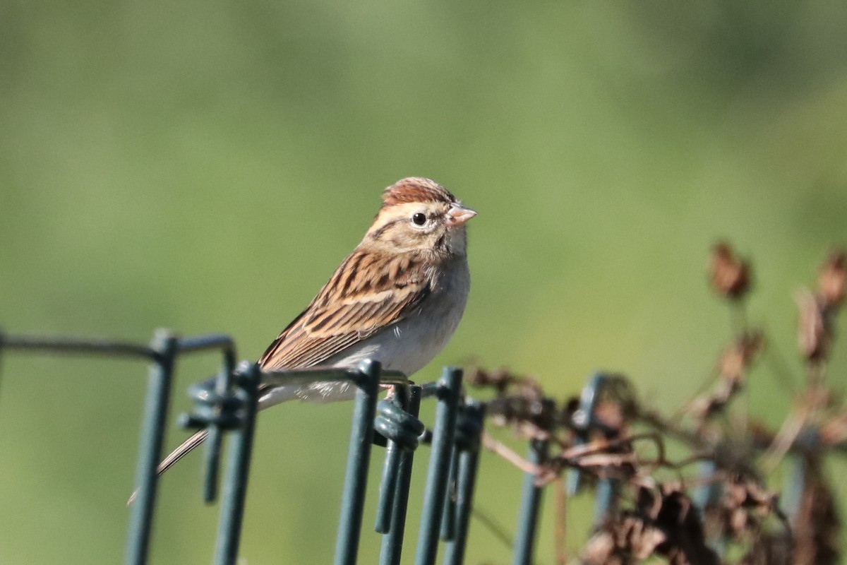 Chipping Sparrow - Russ Smiley