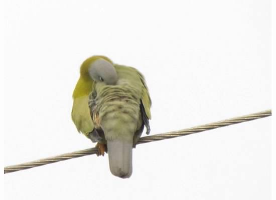 Yellow-footed Green-Pigeon - ML705387