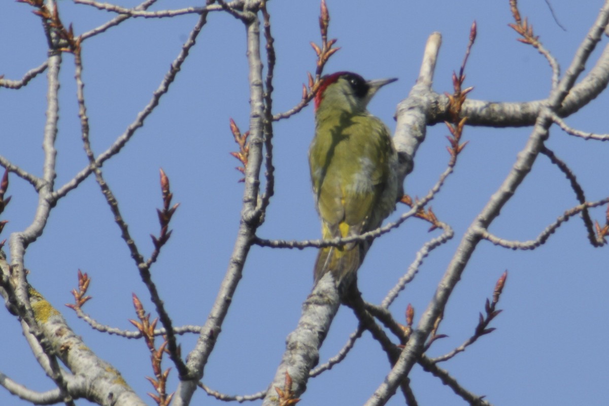 Eurasian Green Woodpecker - Juan martinez
