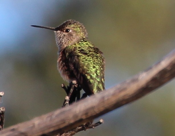 Calliope Hummingbird - ML70543051
