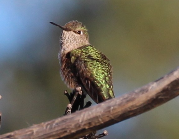 Calliope Hummingbird - sam hough