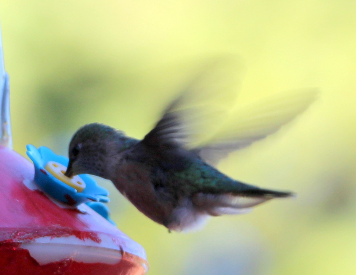 Calliope Hummingbird - ML70543111