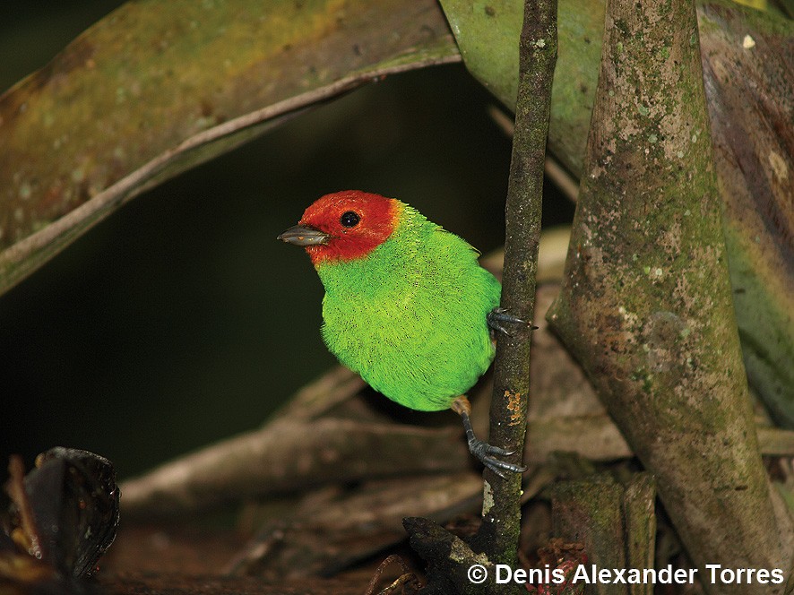 Bay-headed Tanager - ML705442