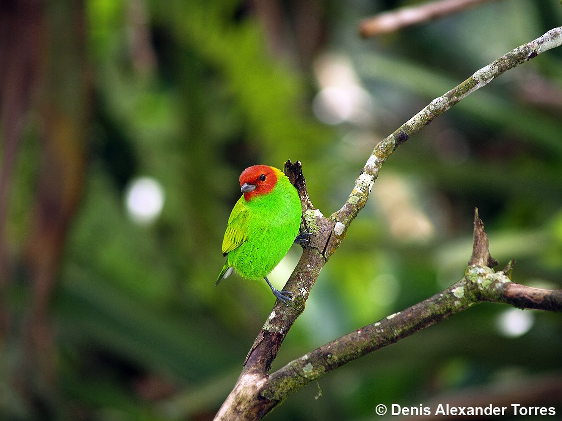 Bay-headed Tanager - ML705443