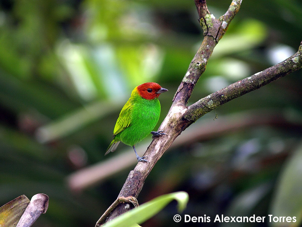 Bay-headed Tanager - ML705444