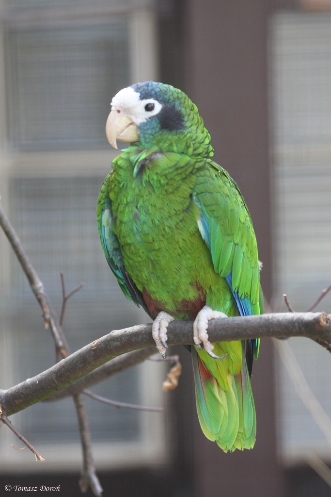 Hispaniolan Parrot - Tomasz Doroń