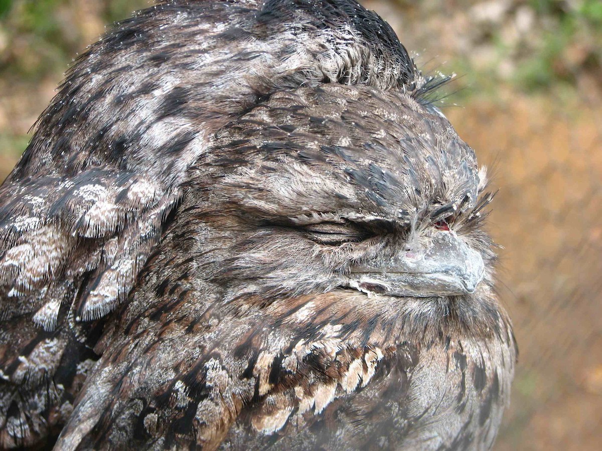 Tawny Frogmouth - Doug and Denise Norris