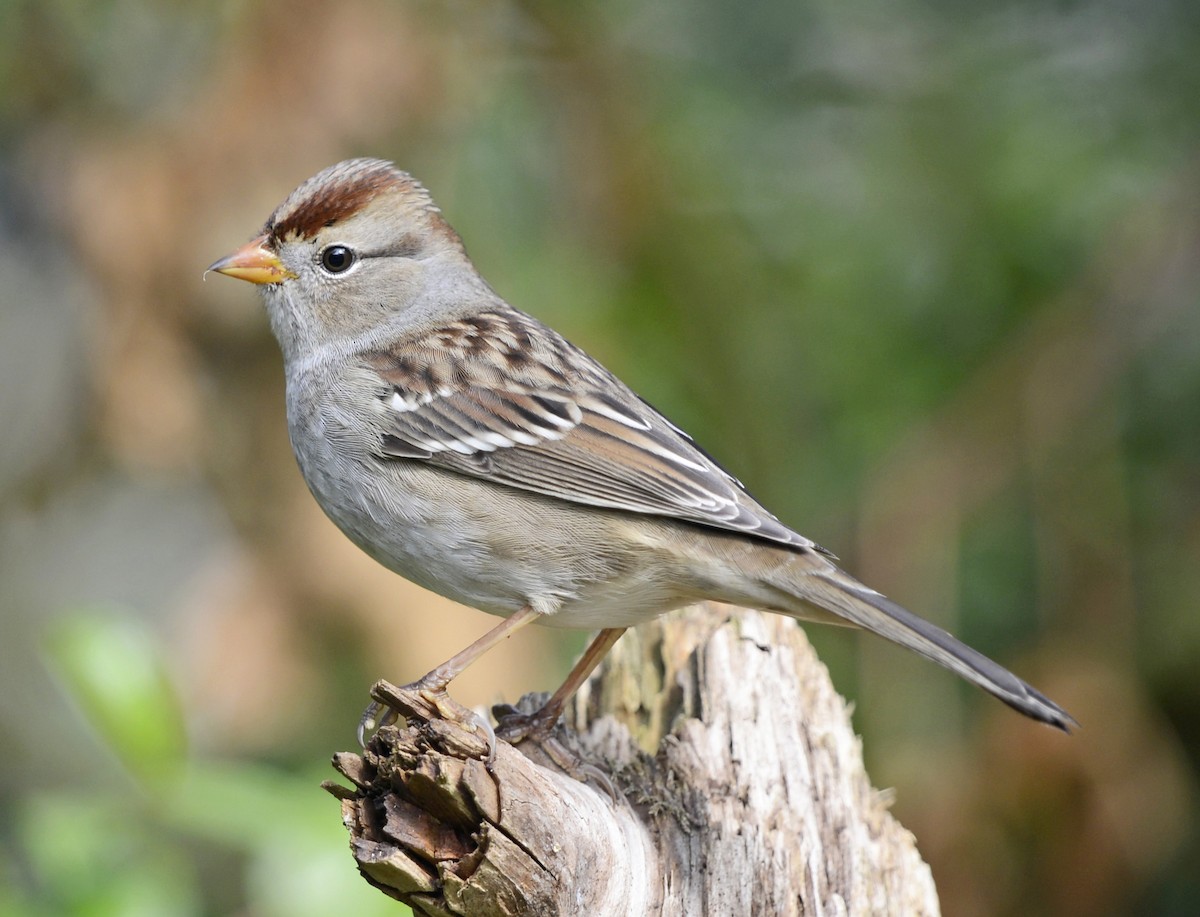 White-crowned Sparrow - ML70546151