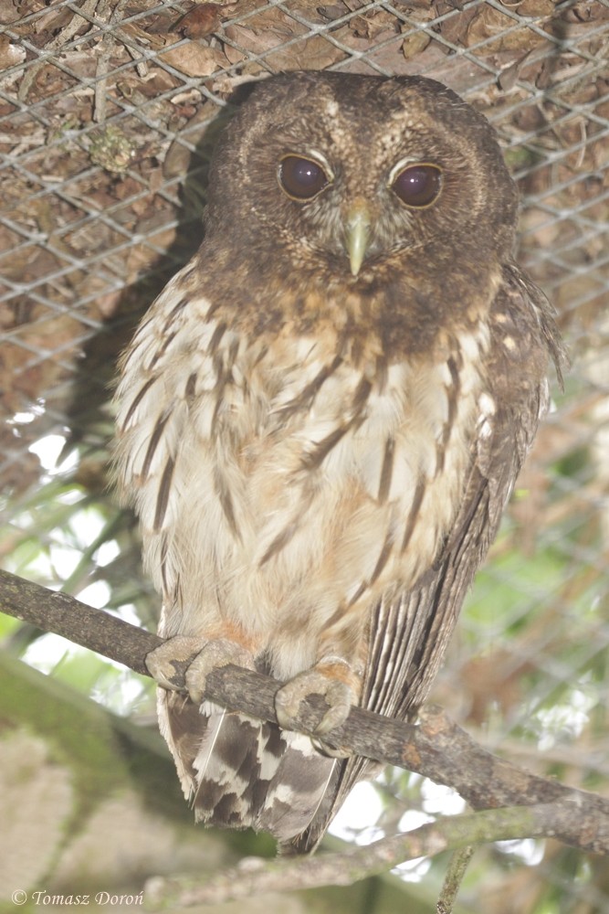 Mottled Owl - Tomasz Doroń