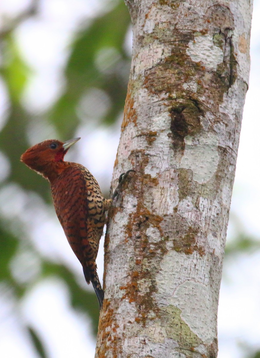 Cinnamon Woodpecker - Devin Griffiths