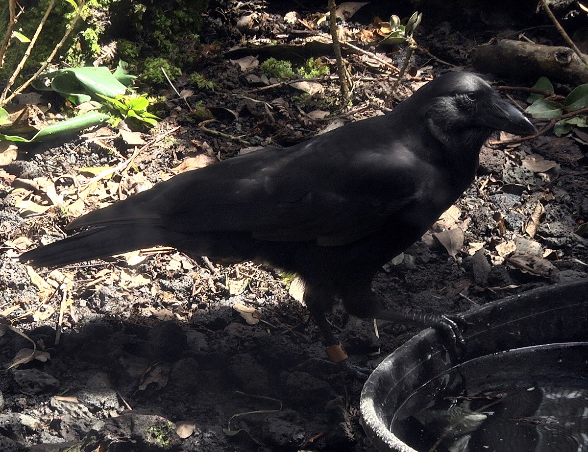 Hawaiian Crow - Josep del Hoyo