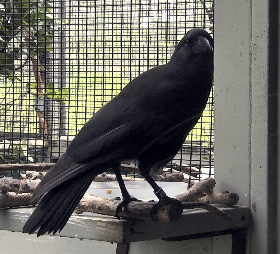 Hawaiian Crow - Josep del Hoyo