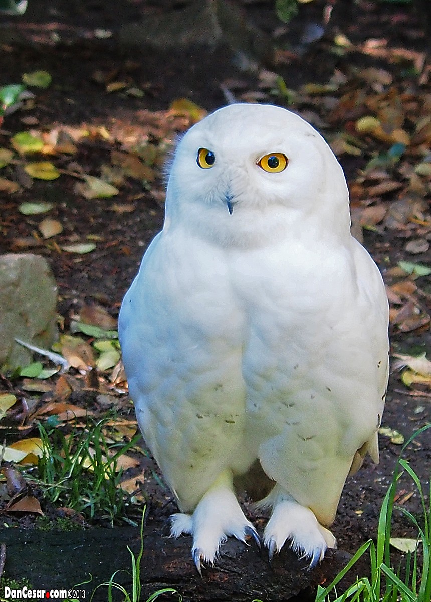 Snowy Owl - DANNIE POLLEY
