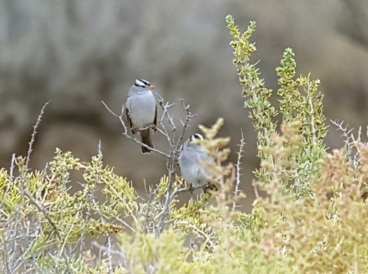 White-crowned Sparrow (Gambel's) - ML70551271
