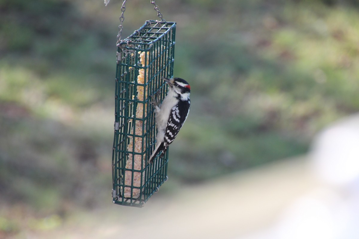 Downy Woodpecker - ML70552301
