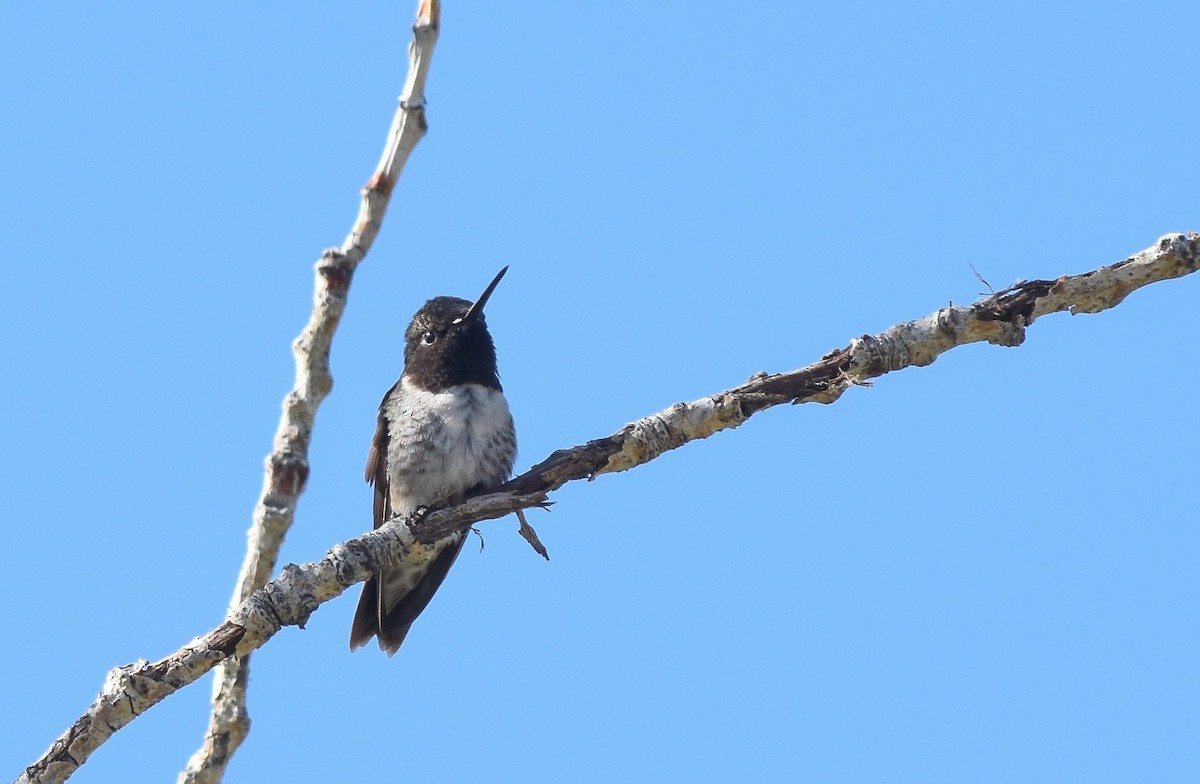 Black-chinned Hummingbird - ML70552581