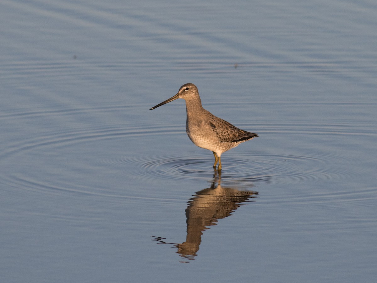Long-billed Dowitcher - ML70552831