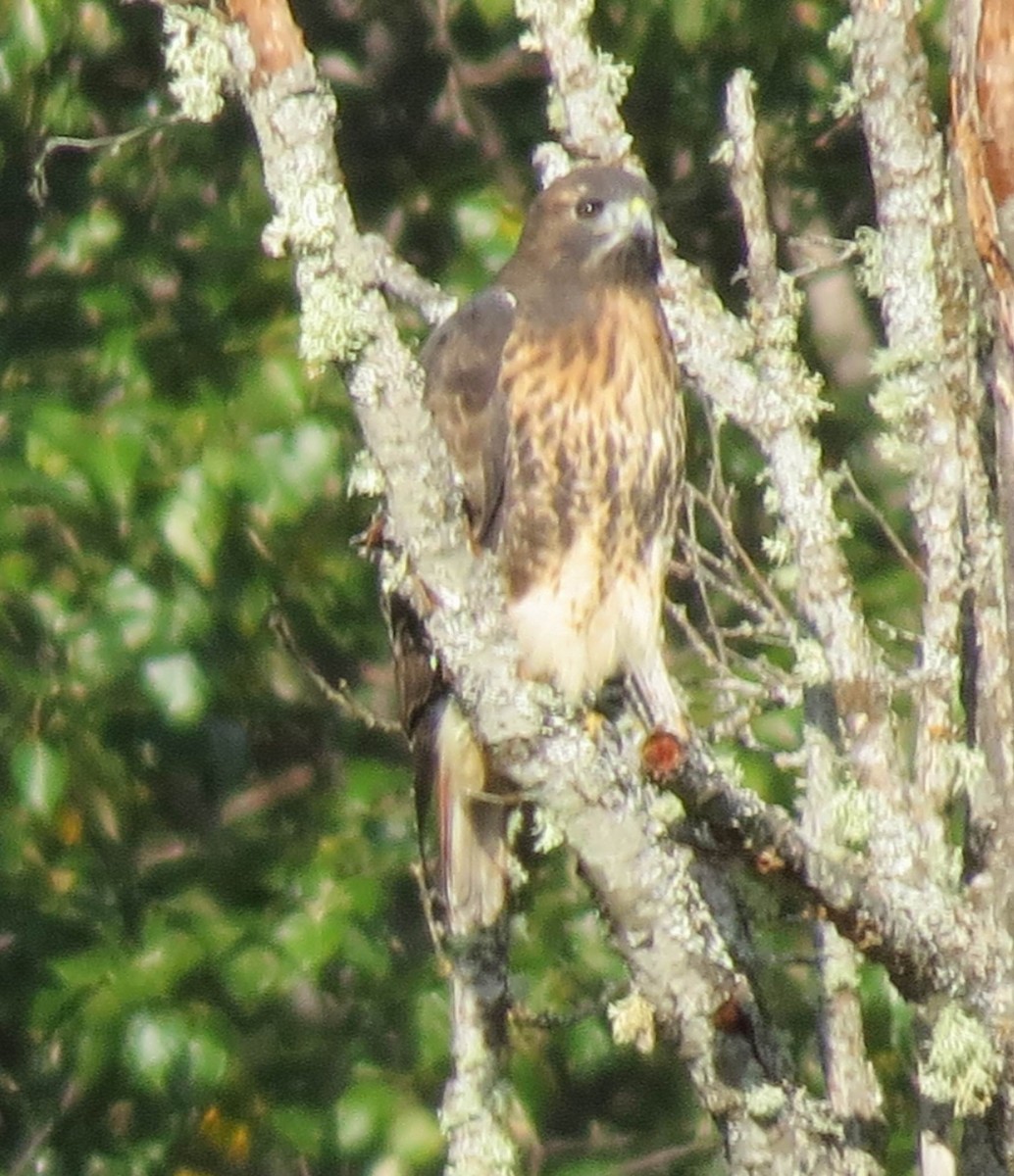 Red-tailed Hawk - ML70553251