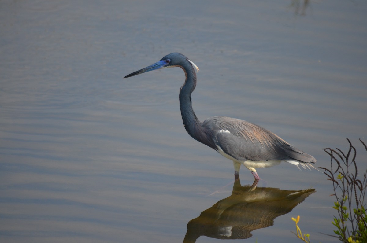 Tricolored Heron - Peter Thompson