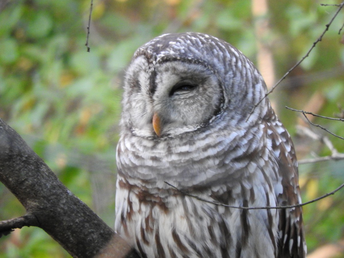 Barred Owl - ML70553831