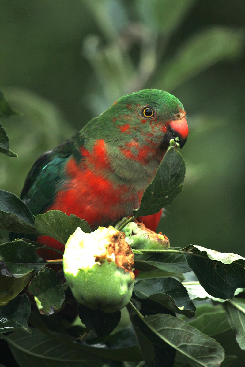 Australian King-Parrot - Julie Sarna