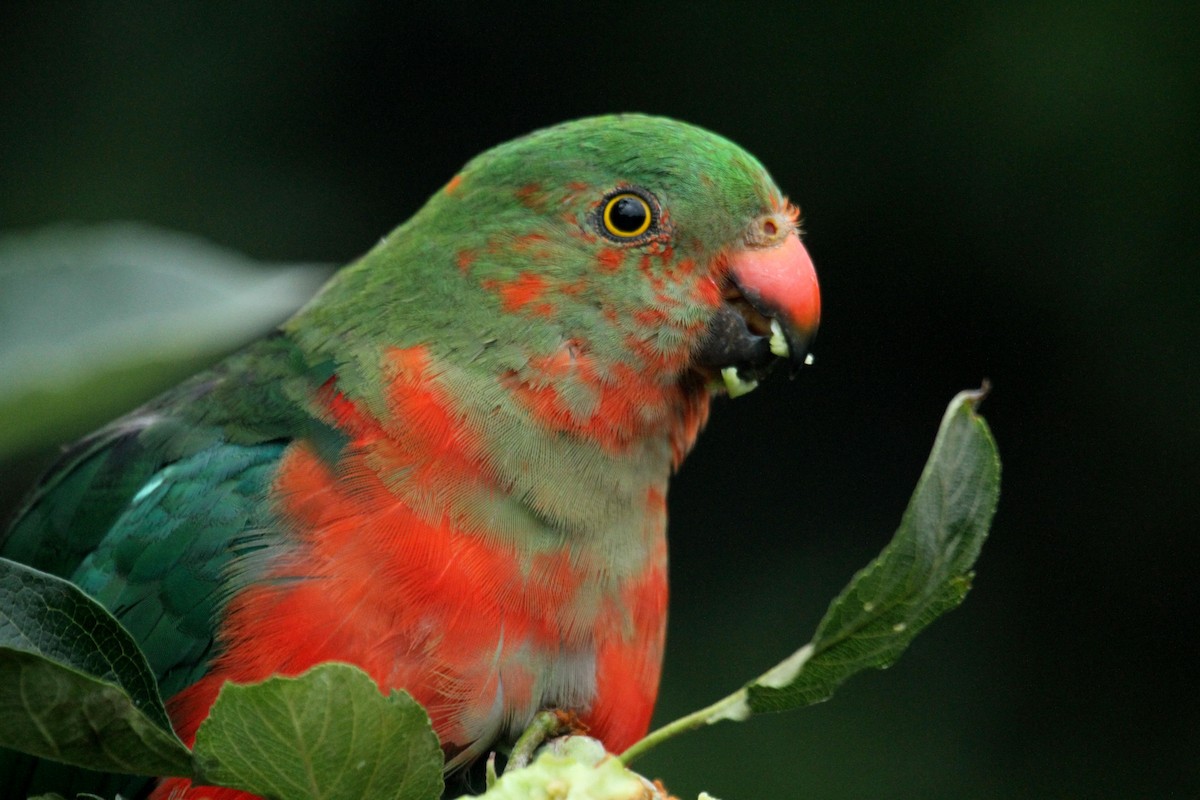 Australian King-Parrot - Julie Sarna