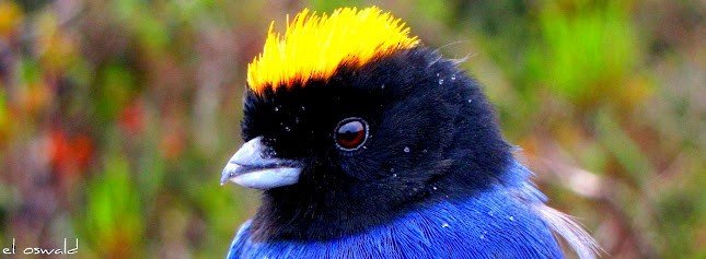 Golden-crowned Tanager - Anonymous
