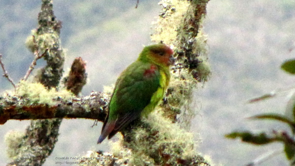 Rusty-faced Parrot - Anonymous