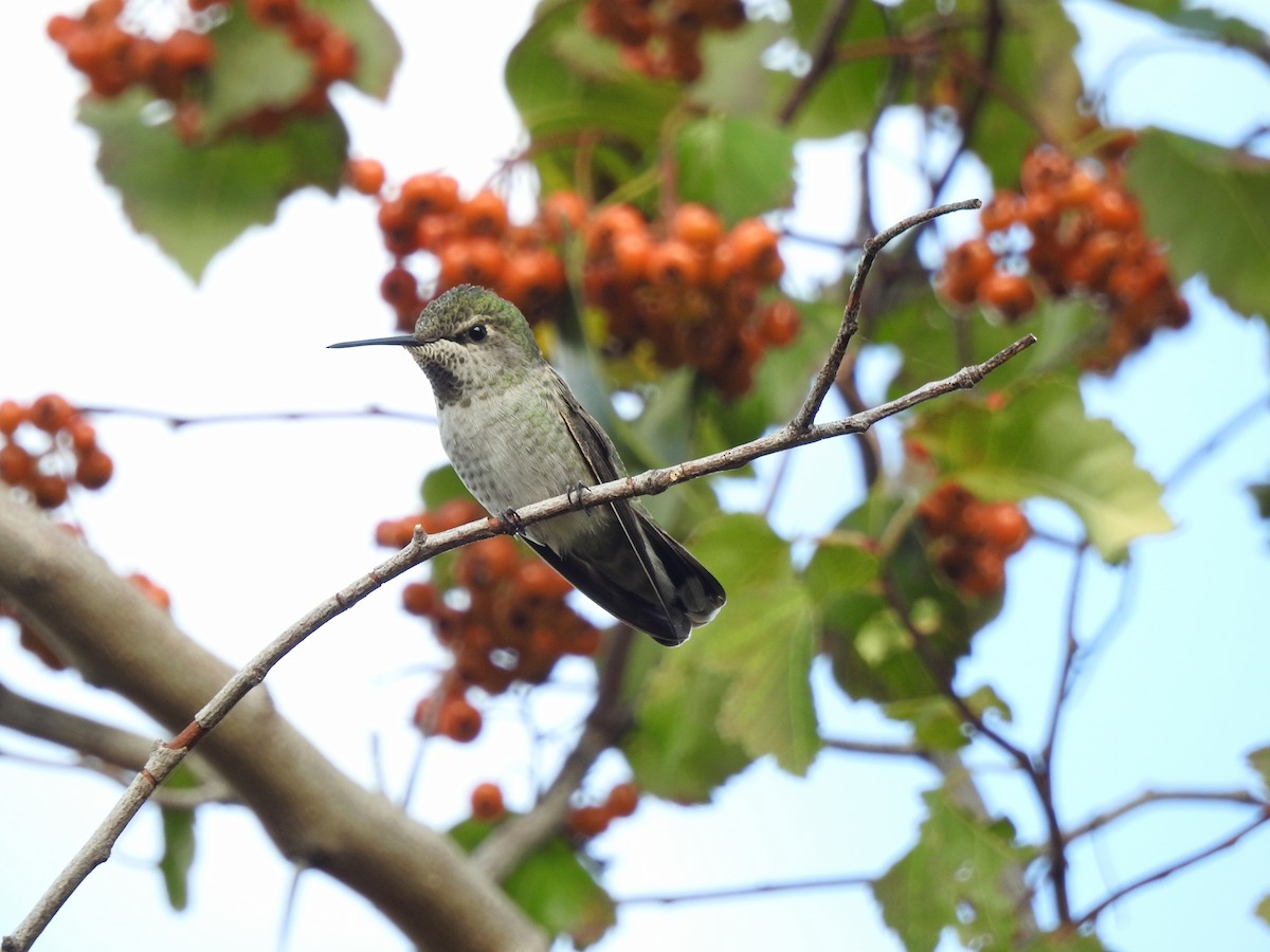 Anna's Hummingbird - ML70558501