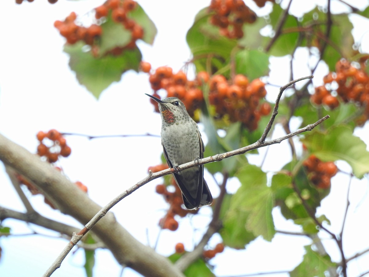 Anna's Hummingbird - ML70558521