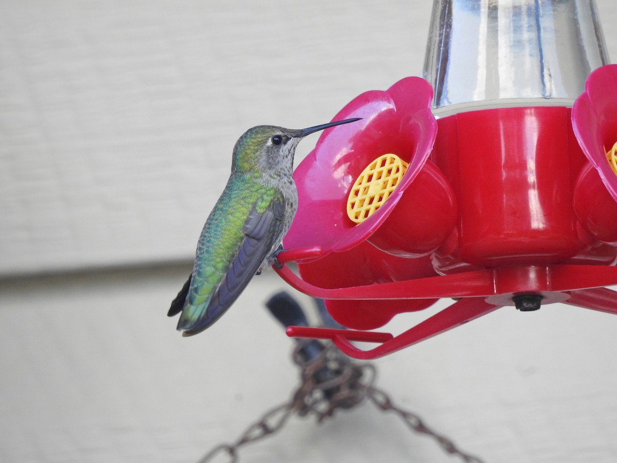 Anna's Hummingbird - ML70558531
