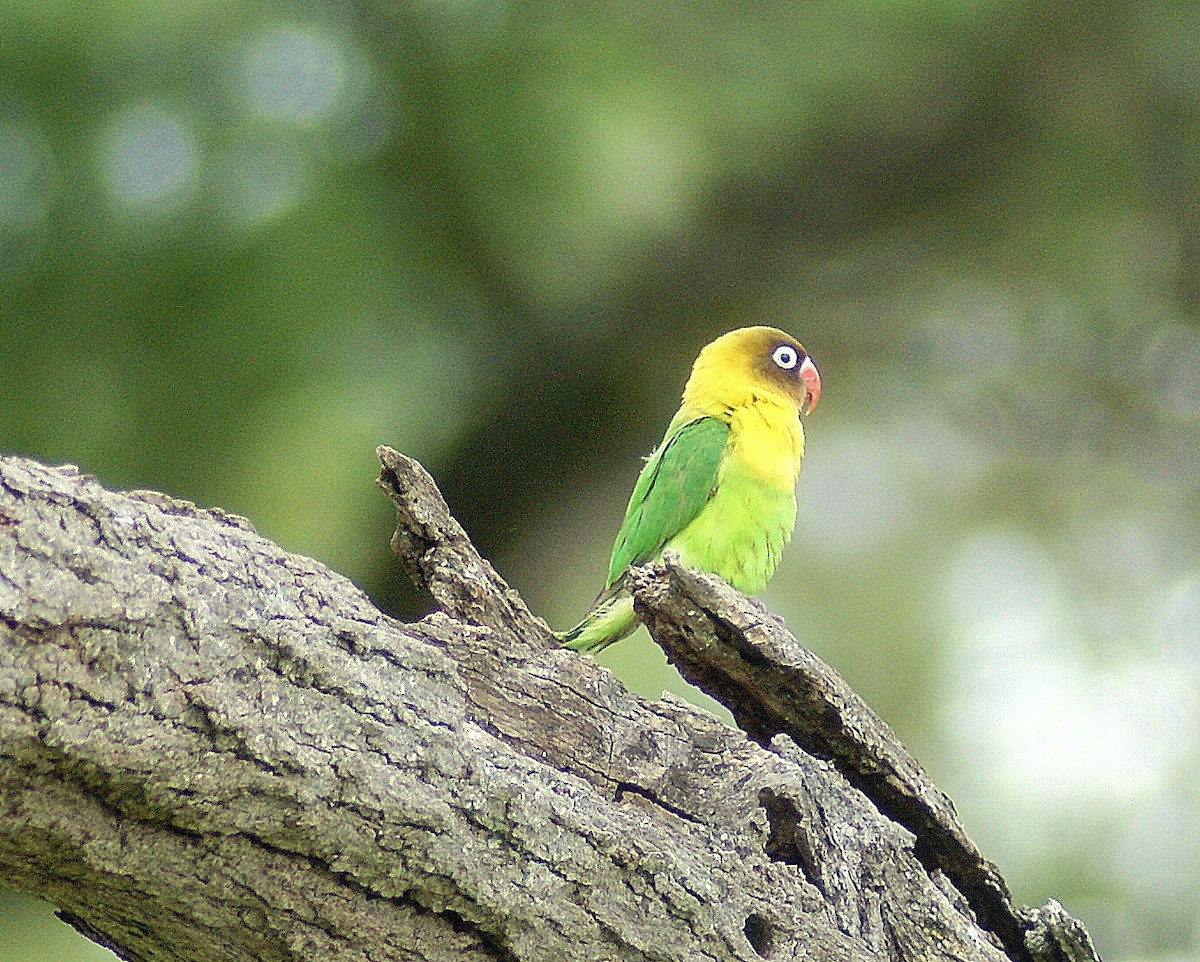 Fischer's x Yellow-collared Lovebird (hybrid) - ANTHONY VILLAUME
