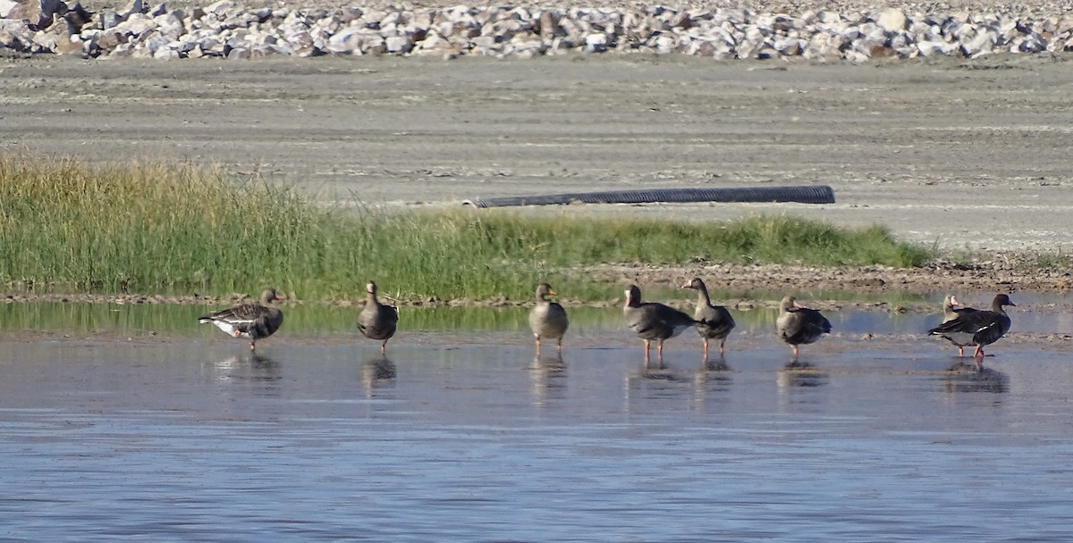 Greater White-fronted Goose - Chris Howard