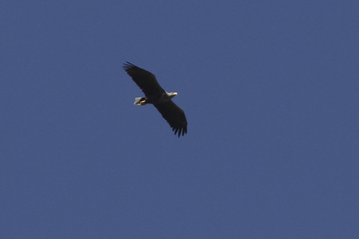 White-tailed Eagle - Juan martinez