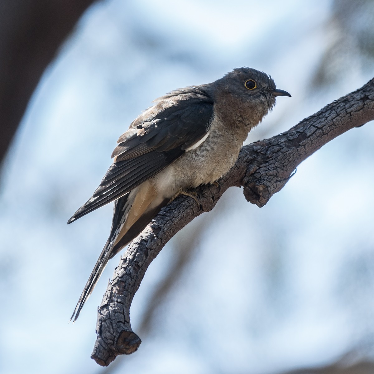 Fan-tailed Cuckoo - Cedric Bear