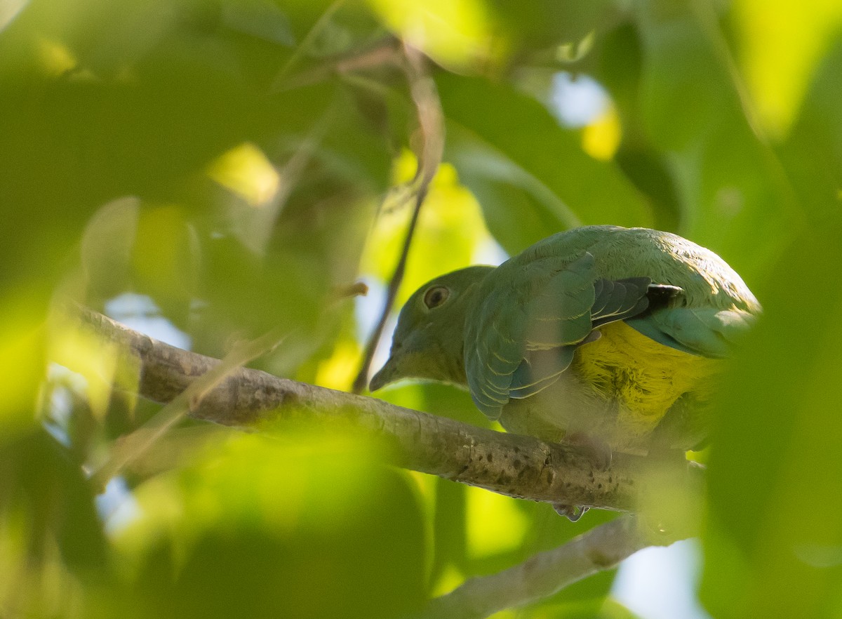 Scarlet-breasted Fruit-Dove - ML70563591