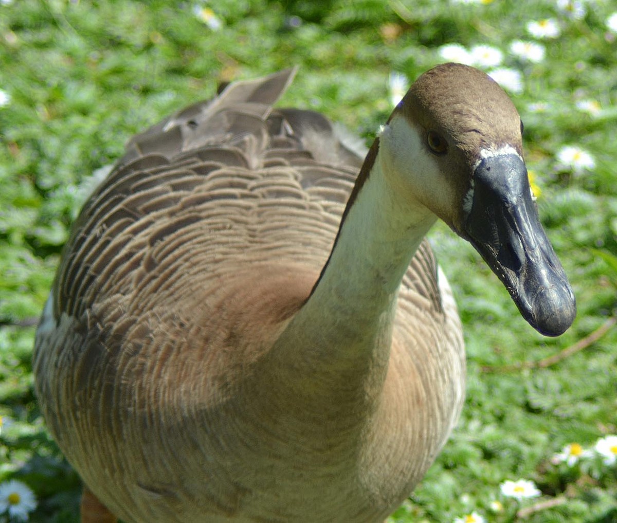 Swan Goose (Domestic type) - A Emmerson