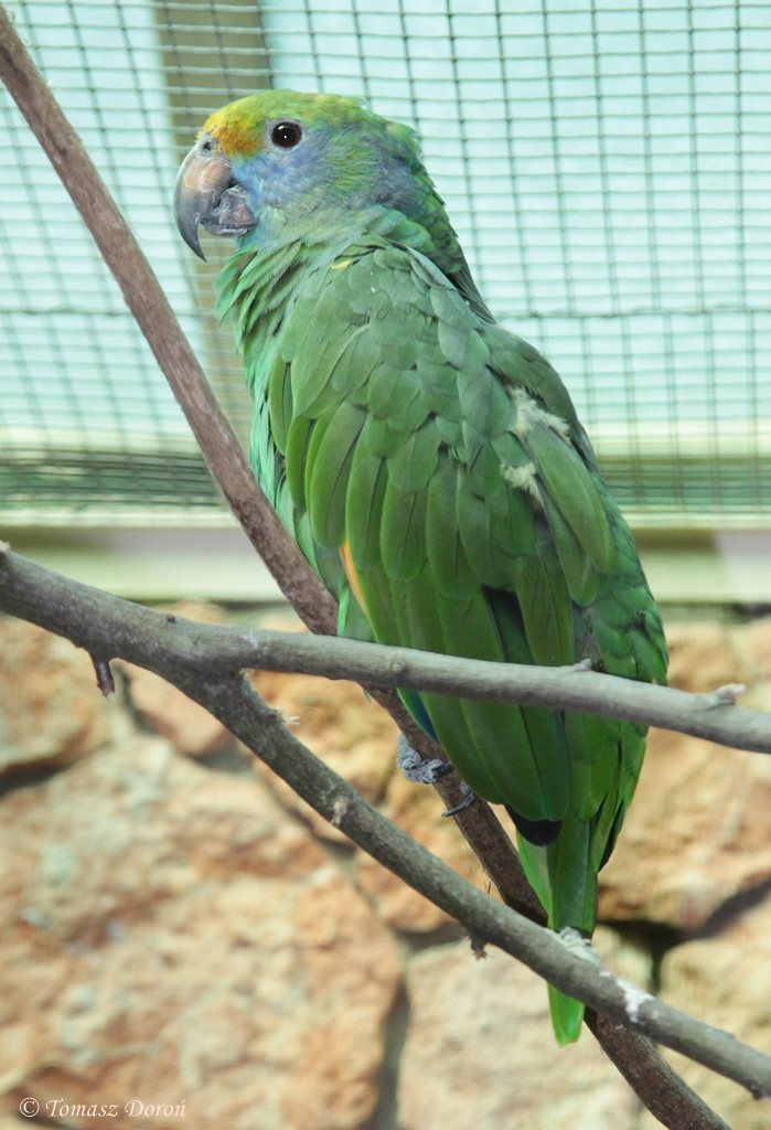 Blue-cheeked Parrot - Tomasz Doroń