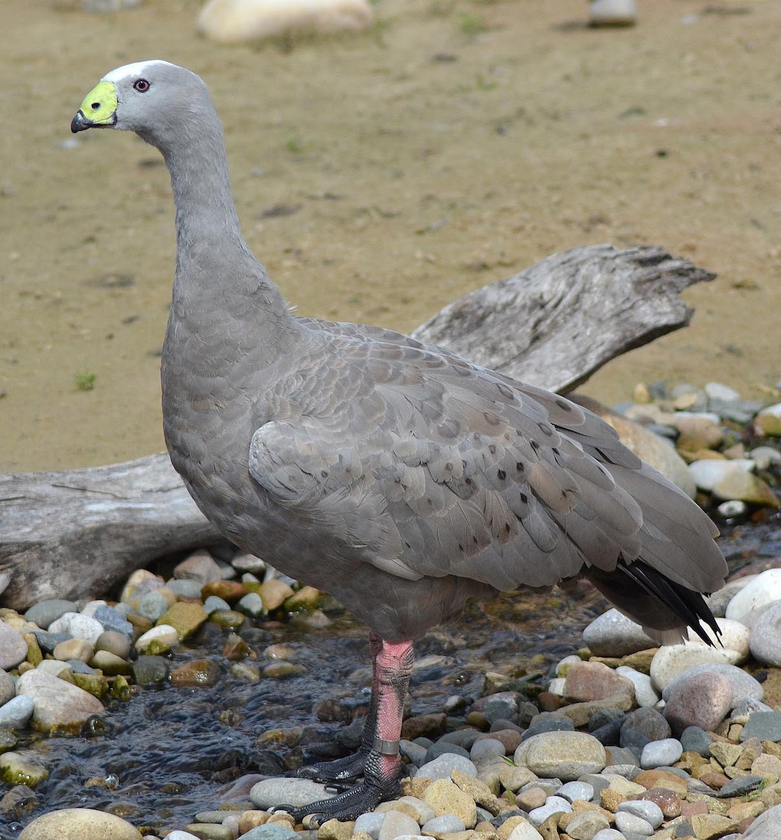 Cape Barren Goose - A Emmerson