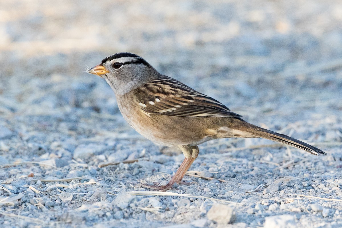 White-crowned Sparrow - Garrett Lau