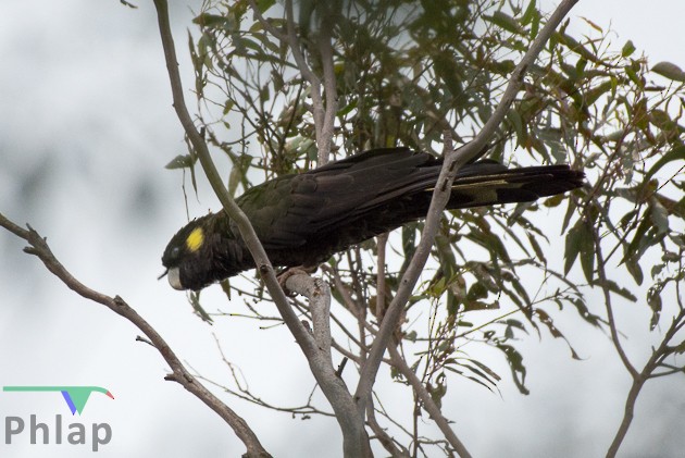 Yellow-tailed Black-Cockatoo - Rodney Appleby