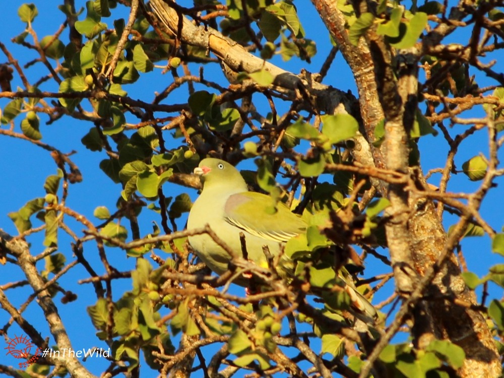 African Green-Pigeon - Janine Duffy
