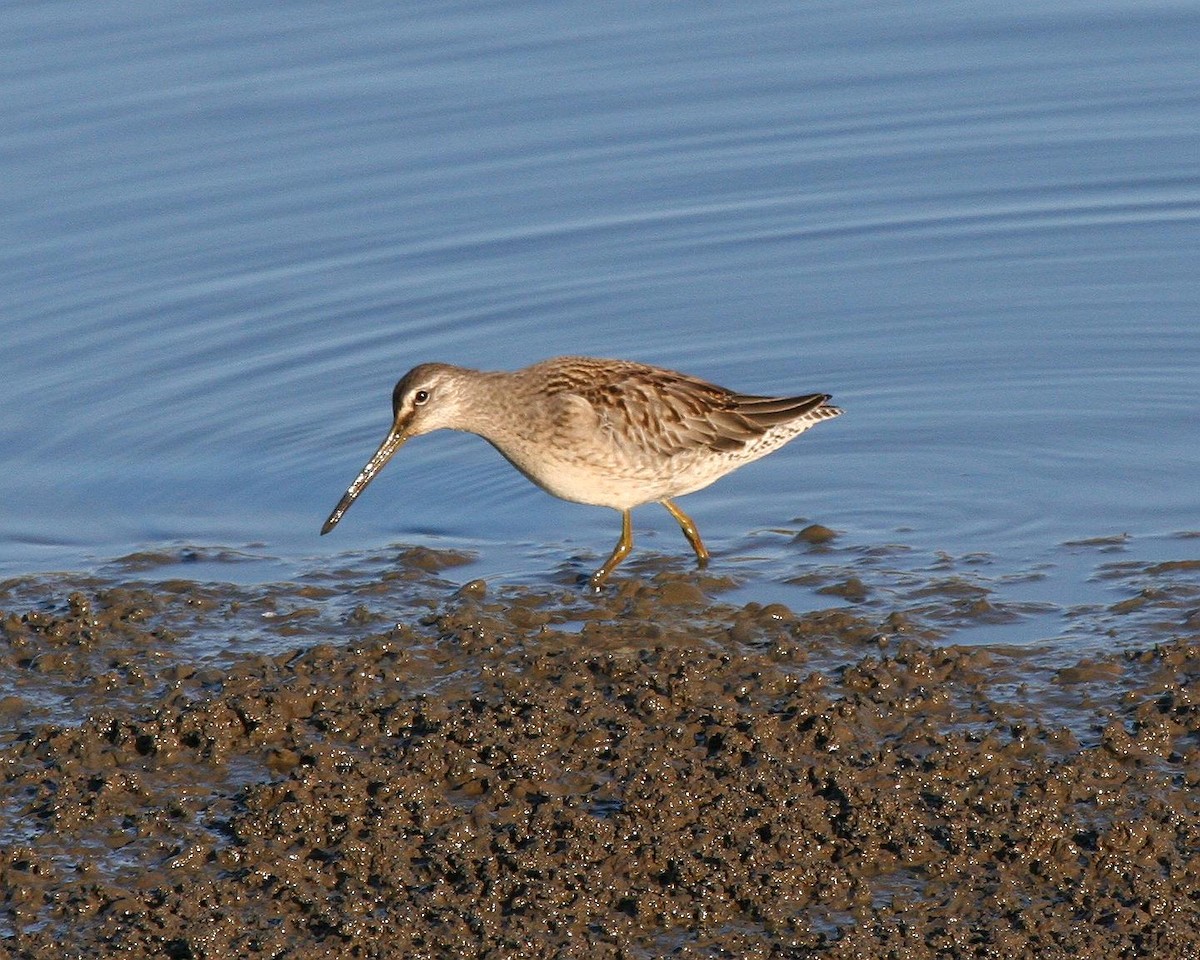 Long-billed Dowitcher - ML70571991