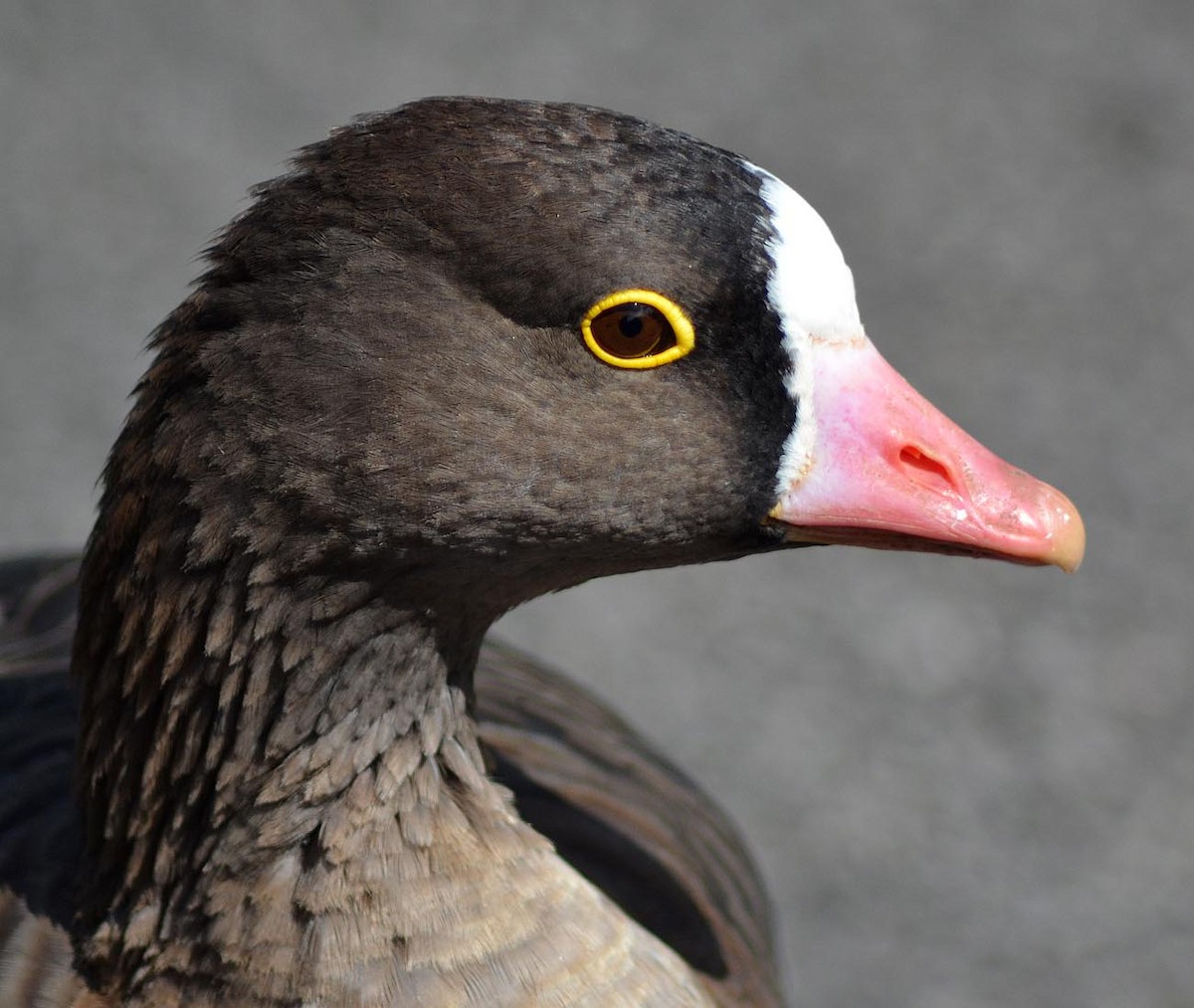 Lesser White-fronted Goose - A Emmerson