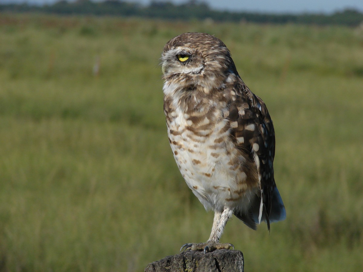 Burrowing Owl - Javier Ubiría