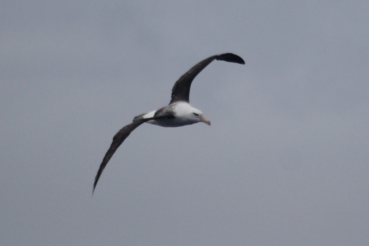Black-browed Albatross - Deborah Metters