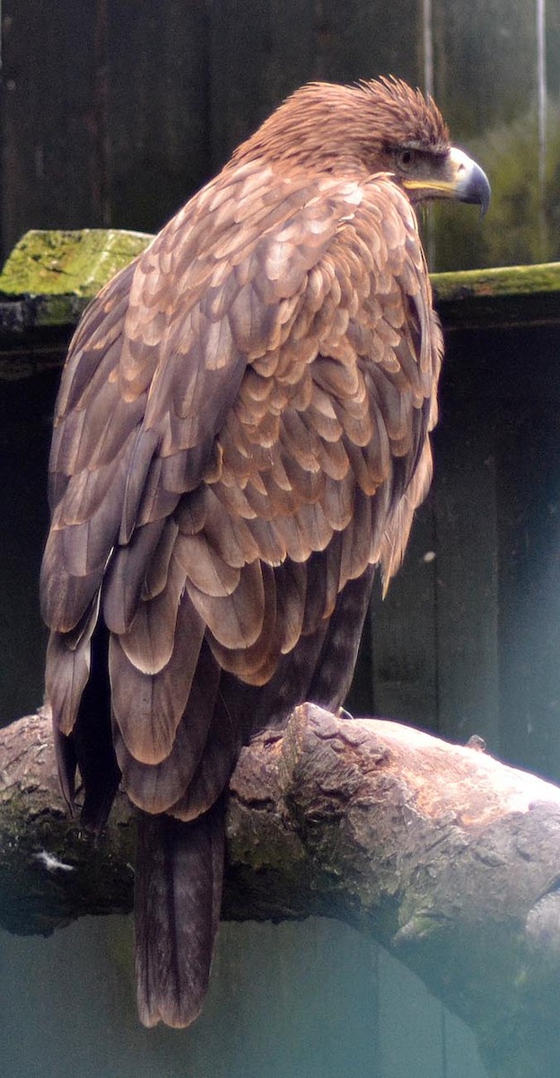 Tawny Eagle - A Emmerson