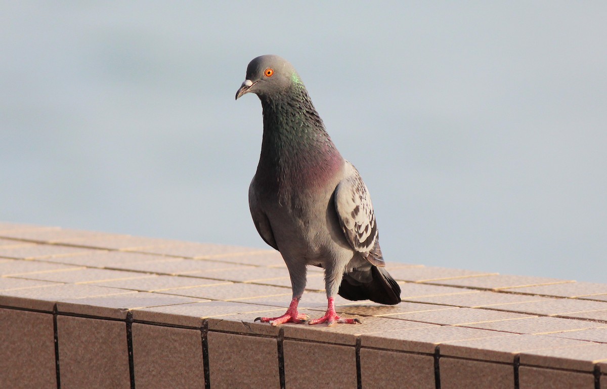 Rock Pigeon (Feral Pigeon) - Neoh Hor Kee