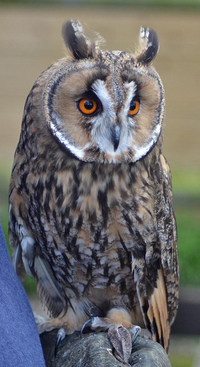 Long-eared Owl - A Emmerson